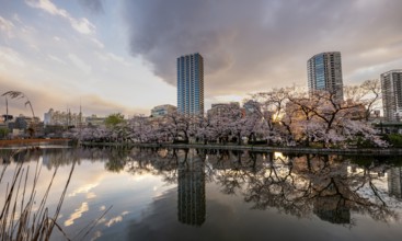Skyscrapers reflected in lake at sunset, Shinobazu pond, lakeside cherry blossoms in spring, Hanami