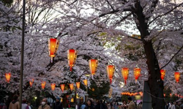 Blooming cherry trees and illuminated lanterns with Japanese writing in the evening, Hanami