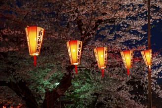 Blooming cherry trees and illuminated lanterns with Japanese lettering in the evening, blue hour,