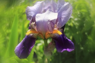 German Lily Hybrid (Iris germanica x hybrid), Flower, North Rhine-Westphalia, Germany