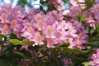 Rhododendron flowers (Rhododendron), North Rhine-Westphalia, Germany