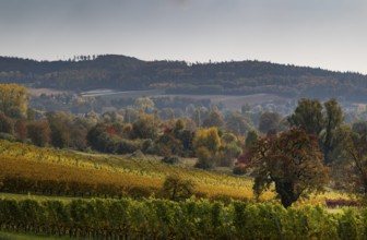 Vineyards in autumn, Uhldingen-Mühlhofen am Lake Constance, Baden-Württemberg, Germany