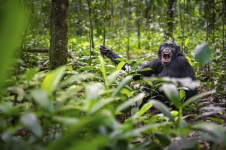 Aggression, chimpanzee (Pan Troglodytes) baring teeth, adult male between leaves in jungle, Kibale