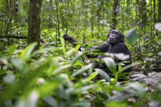 Chimpanzee (Pan Troglodytes) among green leaves, adult male among leaves in the jungle, Kibale