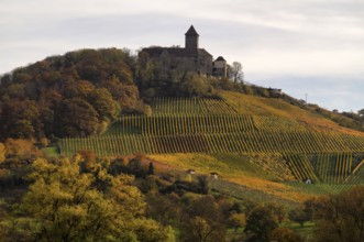 Lichtenberg Castle, Oberstenfeld, Bottwartal, Löwensteiner Mountains, vineyard, vines, viticulture,