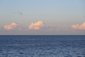 Flying cranes (Grus grus) over the Baltic Sea in evening light, Darß, Mecklenburg-Western