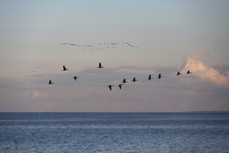 Migrating cranes (wildebeest) in the evening light over the Baltic Sea, Darß, Mecklenburg-Western