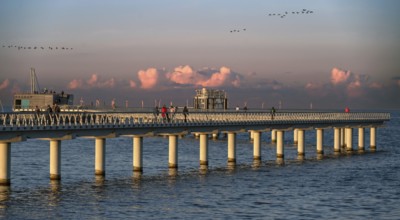 New 720-meter long pier in Prerow opened since October 2024, flying cranes (Grus grus) in the