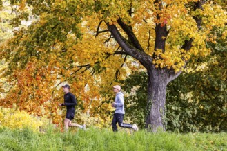Autumn on the Neckar in Stuttgart-Münster. A tree with brightly colored leaves. The landscape in