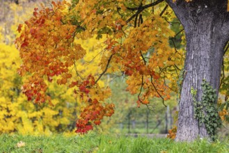 Maple with colorful leaves. The landscape is colorful in autumn. Stuttgart, Baden-Württemberg,