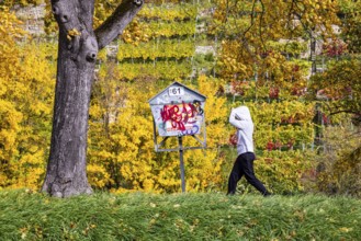 Autumn on the Neckar in Stuttgart-Münster. A tree with brightly colored leaves. The landscape in