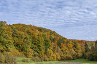 Herbstlicher Mischwald, Egloffstein, Franconian Switzerland, Upper Franconia, Bavaria, Germany