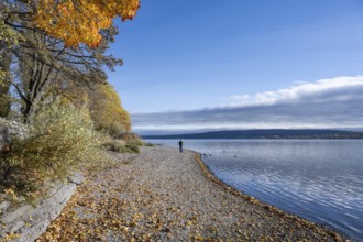 Gravel shore, pebble beach, Lake Constance shore at Mettnaupark near Radolfzell am Lake Constance,