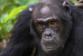 Chimpanzee (Pan Troglodytes), animal portrait, male grooming in the jungle, Kibale National Park,