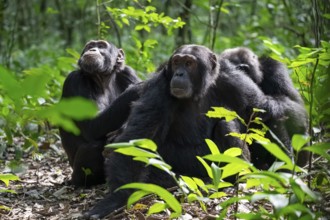 Three chimpanzees (Pan Troglodytes), adult male spawning, grooming in the jungle, Kibale National