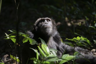 Animal portrait, chimpanzee (Pan Troglodytes), adult male looking up in the jungle, Kibale National
