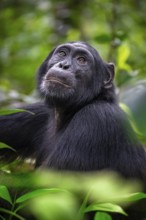 Animal portrait, chimpanzee (Pan Troglodytes) looking longingly, hopeful, adult male between leaves