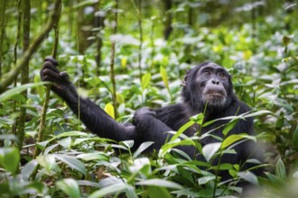 Animal portrait, chimpanzee (Pan Troglodytes), adult male among leaves in jungle, Kibale National