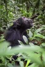 Chimpanzee (Pan Troglodytes) calling, male on ground, jungle in Kibale National Park, Uganda