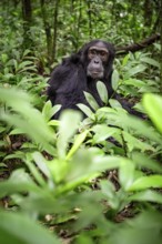 Chimpanzee (Pan Troglodytes), male on the ground, jungle in Kibale National Park, Uganda