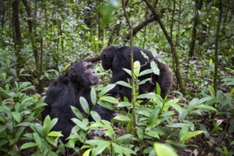 Chimpanzee (Pan Troglodytes), male running on the ground, jungle in Kibale National Park, Uganda
