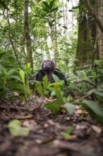 Chimpanzee (Pan Troglodytes), male looking up with hope, jungle in Kibale National Park, Uganda