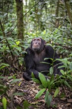 Chimpanzee (Pan Troglodytes), male on the ground, jungle in Kibale National Park, Uganda