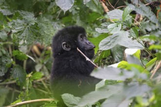Mountain gorilla (Gorilla beringei beringei), juvenile, eats leaves, Bwindi Impenetrable Forest,