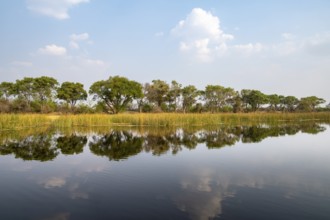 Trees reflected in water, river landscape, Thamalakane River, Okavango Delta, Botswana
