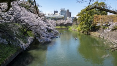 Chidorigafuchi Canal with rowing boat in front of blooming cherry trees, moat, Japanese cherry