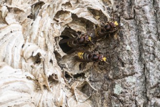 Hornissen (Vespa crabro), Emsland, Lower Saxony, Germany