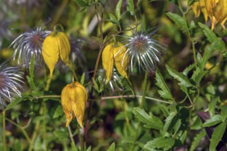 Gold Clematis (Clematis tangutica), Ahrenhoop, Darß, Mecklenburg-Western Pomerania, Germany