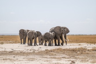African elephants (Loxodonta africana), herd in dry savanna, Amboseli National Park, Rift Valley
