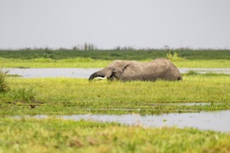 African elephant (Loxodonta africana), in Longinye Swamp, Amboseli National Park, Rift Valley