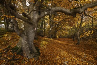 Bright autumn forest with large trees along a sunny hiking trail. Golden leaves cover the ground,