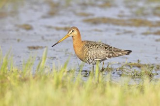 Greenpike (Limosa limosa) runs in shallow water in a moor, snipe birds, wildlife, nature