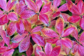 Azalea (Azalea), red colored autumn leaves, autumn colors, Baden-Württemberg, Germany
