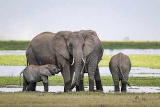 African elephant (Loxodonta africana), mother and young, near water, Amboseli National Park, Rift