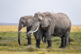 African elephant (Loxodonta africana), two animals in Longinye swamp with herons (Bubulcus ibis),