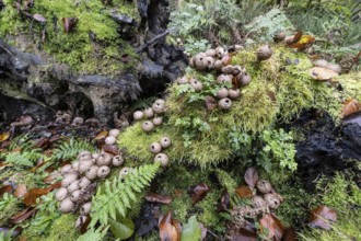 Pear Stäubling (Lycoperdon pyriforme), Emsland, Lower Saxony, Germany
