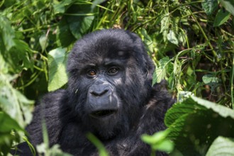 Mountain gorilla (Gorilla beringei beringei), between leaves, animal portrait, Bwindi Impenetrable