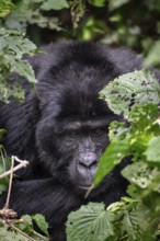 Mountain gorilla (Gorilla beringei beringei), among leaves, Bwindi Impenetrable Forest, Uganda