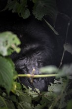 Mountain gorilla (Gorilla beringei beringei), adult male, silverback, animal portrait, among