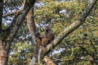 Anubispavian or green baboon (Papio anubis) sitting in a tree in a branch fork, Bwindi Impenetrable