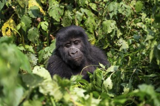 Mountain gorilla (Gorilla berengei berengei), Bwindi Impenetrable National Park, Uganda