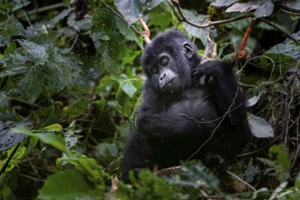 Young animal, mountain gorilla (Gorilla berengei berengei), Bwindi Impenetrable National Park,