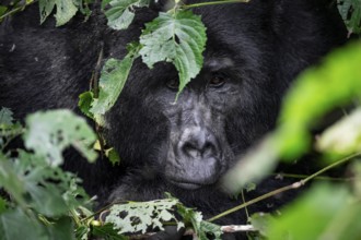 Silverback, animal portrait, mountain gorilla (Gorilla berengei berengei), Bwindi Impenetrable
