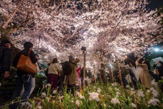 People walking under blooming illuminated cherry trees at night, Japanese cherry blossoms in