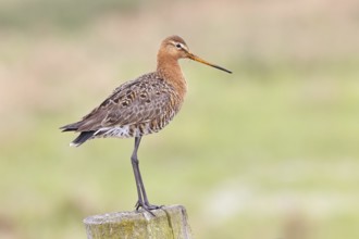 Blacktail (Limosa limosa), sitting room, on a fence post, snipe birds, wildlife, nature