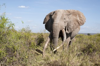 African elephant (Loxodonta africana) eats leaves, the famous Super Tusker elephant Craig, old male